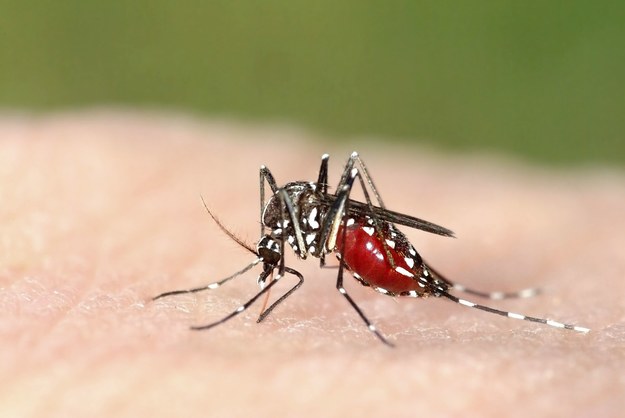 Co nam grozi po ukąszeniu komara i które gatunki są najbardziej niebezpieczne? O której porze dnia atakują i dlaczego część z nich jest aktywna jedynie nocą? 


Komar tygrysi – występuje głównie w Ameryce Południowej. Uznawany za wyjątkowo agresywnego, przenosi rozpoznanego także w Polsce wirusa Zika oraz tzw. czarną febrę czy gorączkę denga. Komary tygrysie wykazują aktywność w ciągu dnia, w szczególności o poranku oraz późnym popołudniem i występują zarówno na terenach wiejskich, w lasach tropikalnych, jak i w miastach, gdzie jako miejsca lęgowe wykorzystują niewielkie zbiorniki słodkiej wody, np. wypełnione deszczówką wiadra, puszki czy porzucone opony. 


Okazuje się jednak, że polskie komary są równie groźne jak te z odległych krajów. Widliszki są w stanie przenieść takie groźne choroby, jak: malaria (ze względu na zmieniający się klimat) czy, dotychczas kojarzoną wyłącznie z kleszczami, boreliozę! Widliszki, w przeciwieństwie do komarów tygrysich, kłują jedynie po zachodzie słońca, aż do świtu. 


Jak uchronić się przed zakażeniem? Niestety, nie ma na to jasnej recepty. Pamiętajmy jednak o kilku istotnych szczegółach: na wycieczkach korzystajmy z środków odstraszających owady, które należy nakładać częściej po kąpieli, pływaniu i przy wzmożonej potliwości. Dokładnie zabezpieczmy miejsce noclegu, na przykład wybierając miejsce z klimatyzacją lub siatkami w oknach. Pamiętajmy o odpowiednim ubiorze! 



