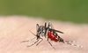 Niebezpieczne komary. O której porze dnia są najgroźniejsze?