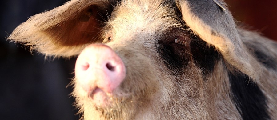 ​Ognisko afrykańskiego pomoru świń stwierdzono w gospodarstwie w gminie Mielnik (Podlaskie) - poinformował PAP w poniedziałek Mirosław Czech z Wojewódzkiego Inspektoratu Weterynarii w Białymstoku. To 15. ognisko ASF w Polsce, a 12. w Podlaskiem.