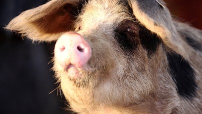 Wykryto już 15. ognisko pomoru świń w Polsce. "Nie wiadomo, co jest źródłem przeniesienia choroby"