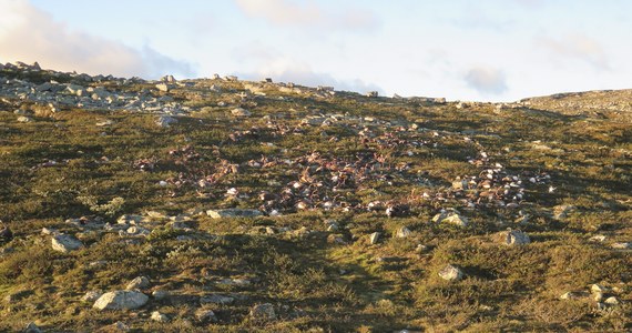 322 martwe renifery znaleziono na płaskowyżu Hardangervidda w południowej Norwegii. Jak poinformowały norweskie władze, zwierzęta zginęły podczas piątkowej burzy, na skutek uderzeń piorunów.