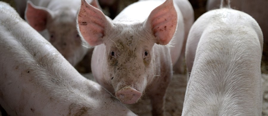 Korea Południowa oficjalnie wstrzymała rozmowy na temat importu świń i wieprzowiny z Polski - dowiedział się reporter RMF FM, Krzysztof Zasada. Praktycznie stanęły także negocjacje z Japonią w tej sprawie. Powodem jest wykrycie w naszym kraju kilkunastu ognisk afrykańskiego pomoru świń (ASF) u zwierząt hodowanych w gospodarstwach. 
