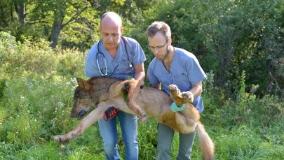 Uratowany wilk trafił do kliniki dla zwierząt; został wydobyty ze studni