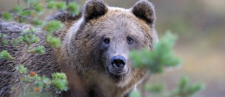 63-letni Japończyk Atsushi Aoki odparł atak niedźwiedzia. Przydała mu się do tego znajomość karate. O swoich perypetiach mężczyzna opowiedział japońskim mediom. C