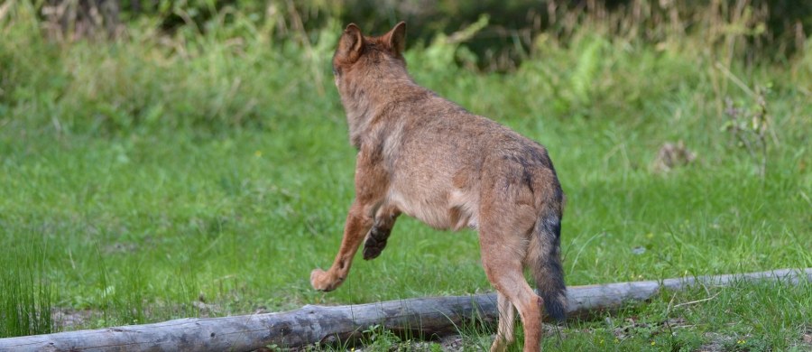 W lasach w okolicy Arłamowa na Pogórzu Przemyskim wypuszczono na wolność wilka, którego w piątek wcześniej wydobyto ze studni. Basior przez ponad dobę dochodził do sił w Ośrodku Rehabilitacji Zwierząt Chronionych w Przemyślu.