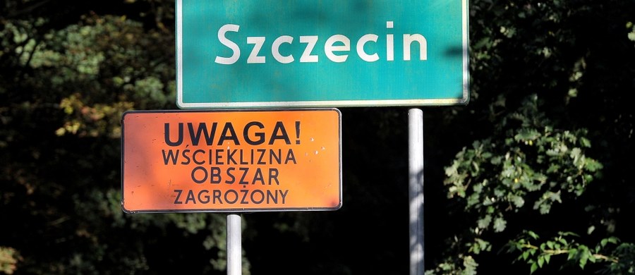Po znalezieniu chorego nietoperza w Szczecinie wyznaczono obszar zagrożony wścieklizną. Trzymiesięczna kwarantanna obejmuje jedną czwartą miasta. „Nie dotykajmy dzikich zwierząt” – apelują eksperci.