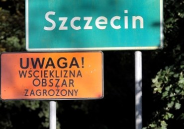 Wścieklizna w Szczecinie. "Nie dotykać wiewiórek, jeży, ani nietoperzy"