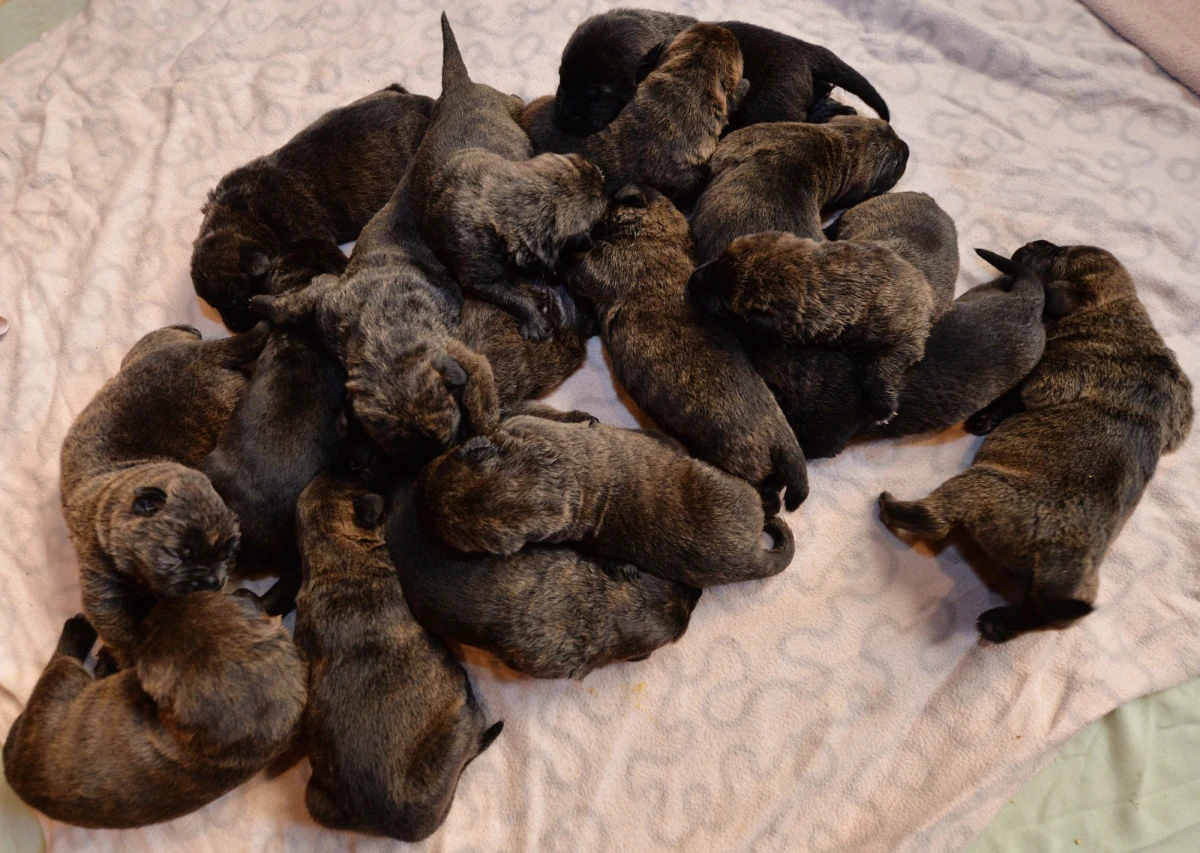 Pewnej rodzinie w Bad Zwischenahn w Niemczech jednej nocy przybyło aż 17 nowych członków. Ukochana suka pod koniec sierpnia wydała na świat 17 szczeniąt. Jak mówią jej właściciele, w mieszkaniu zrobiło się… ciasno. 