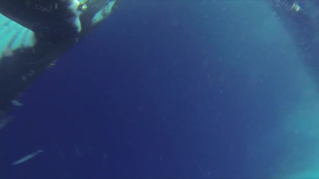 Oto niezwykła chwila, gdy nurek wychyla się z wody i przyjmuje doskonałą pozycję, aby zrobić selfie z wielorybem. 24-letni Will Rosner z Sydney w Australii, podróżuje po świecie od wielu miesięcy, ale nic nie mogło przygotować go na tę niesamowitą chwilę.