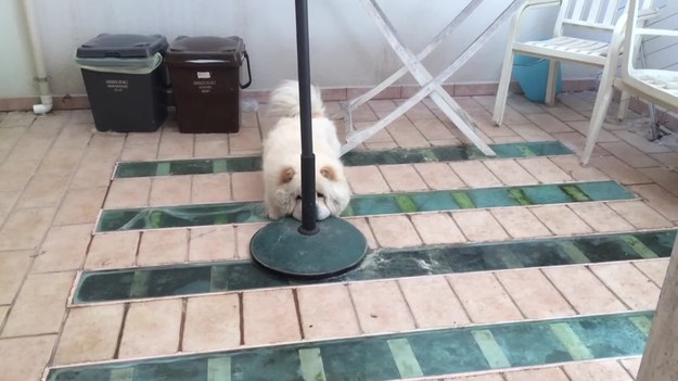 Zabawne wideo z psem, który próbuje ukryć się za parasolem. Zwierzak jest uroczy, ale jego wysiłki na nic się nie zdały.