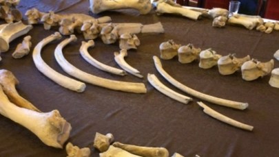 Kości nosorożca sprzed 100 tys. lat znalezione podczas budowy drogi. Ich badanie potrwa kilka lat