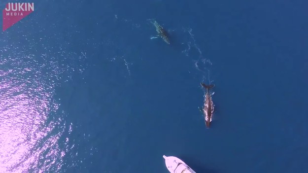 Ludzie, którzy płynęli tą łodzią przeżyli niesamowite chwile, kiedy w pobliżu pojawiły się trzy wieloryby. Na dodatek te wielkie morskie ssaki postanowiły płynąć razem z nimi. Z góry wyglądało to, jakby tańczyły. Niesamowite nagranie pochodzi z drona. Naprawdę warto!