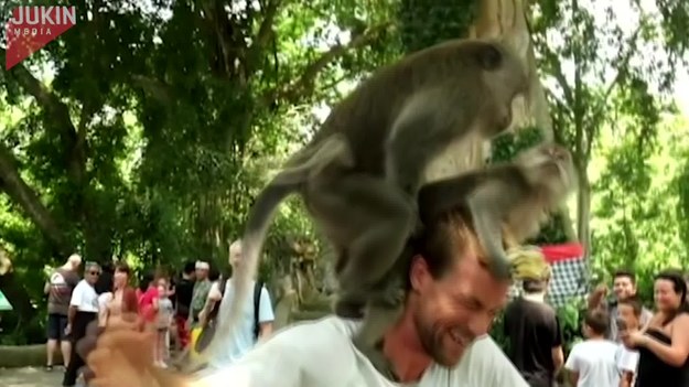 Ten facet myślał, że byłoby fajnie nakarmić dzikie małpy bananami. Jedna z nich wspięła się na jego ramię, by chwycić smakołyki. W pewnym momencie dołączyła do niej druga małpa. Ta jednak nie była zainteresowana jedzeniem... 