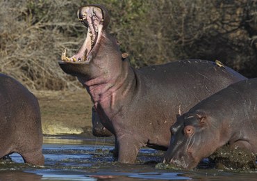Klątwa Pablo Escobara. Hipopotamy z jego prywatnego zoo terroryzują okolicę