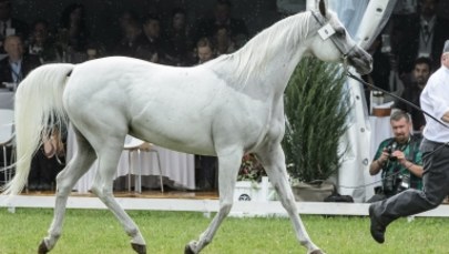 Będzie odrębne śledztwo w sprawie aukcji koni arabskich Pride of Poland