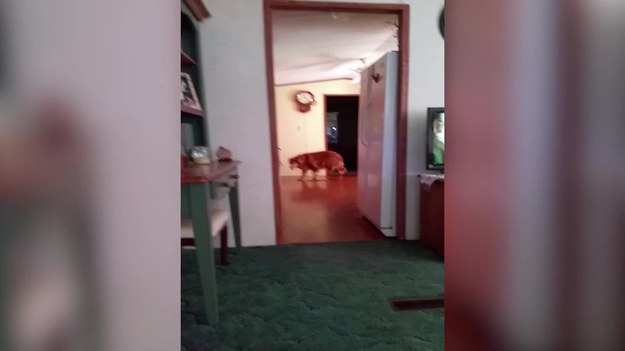Właścicielka dwóch psów nagrała kamerą tajemnicze zjawisko. Wygląda, jak... duch. Kobieta jest przekonana, że to duch jej zdechłego psa, który pojawił się, żeby wybaczyć jej, że go... uśpiła.
