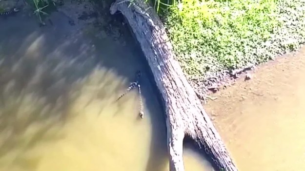 Nagranie slow motion przedstawiające aligatora, który w spektakularny sposób łapie piękną modrą czaplę, przelatującą nad jego głową.