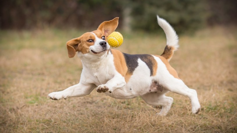 Beagle Rośliny i zwierzęta - najważniejsze informacje