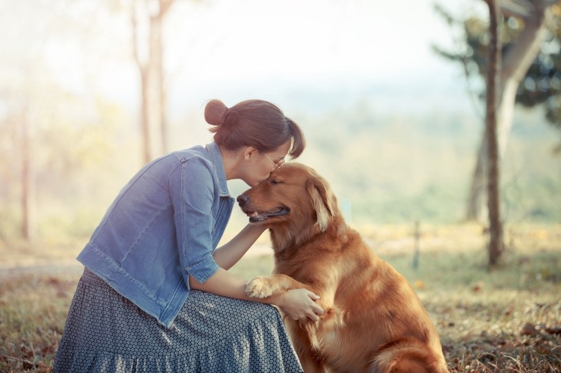 Przeprowadzone niedawno badanie pilotażowe sugeruje, że psy można nauczyć rozpoznawania zapachu reakcji na traumę, co może zwiększyć skuteczność psów pomagających w leczeniu zespołu stresu pourazowego (PTSD).