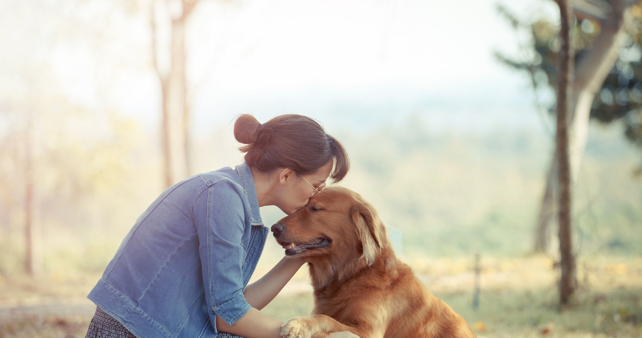 Przeprowadzone niedawno badanie pilotażowe sugeruje, że psy można nauczyć rozpoznawania zapachu reakcji na traumę, co może zwiększyć skuteczność psów pomagających w leczeniu zespołu stresu pourazowego (PTSD).