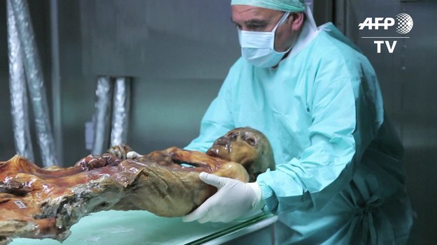 To ciało znaleziono w Alpach Włoskich 25 lat temu. Naturalnie zmumifikowane szczątki przeleżały pod lodowcem pięć tysięcy lat. „Człowiek lodu”, od nazwy miejsca, gdzie został odkryty, otrzymał przydomek Ötzi. Teraz przechowywany jest w muzeum we włoskiej miejscowości położonej przy granicy z Austrią. 


– Ta mumia jest najstarszą, jaką znamy. Przebywała w środowisku wilgotnym, dlatego możemy ją dokładnie zbadać – mówi Angelika Fleckinger, dyrektor Muzeum Archeologicznego w Bolzano.  – Oprócz ciała, znaleziono też ubrania i narzędzia – dodaje. 


Ötzi ważył zaledwie 50 kilogramów, miał 160 cm wzrostu i 61 tatuaży. Zginął w wieku 45 lat ugodzony strzałą w plecy. Kilka tysięcy lat później wciąż nie wiadomo, kto go zabił i dlaczego. 
