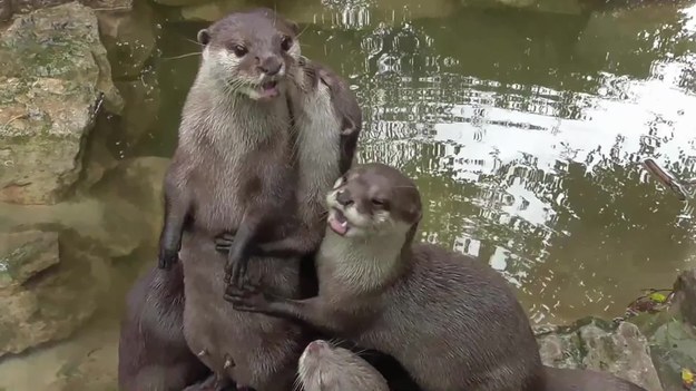 Zabawny film nakręcony w zoo w Dudley, w Wielkiej Brytanii. Przedstawia rodzinę wydr cierpliwie czekających na karmienie. Maluchy wydają niesamowite dźwięki.