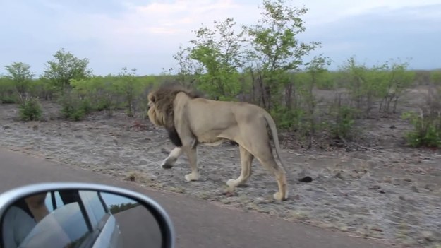 Ten lew dał nauczkę turystom. Teraz już zawsze będą zachowywać się właściwie. I zamykać okna w samochodzie podczas safari. Zobaczcie. 