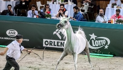 Wszczęto śledztwo ws. aukcji koni arabskich w Janowie Podlaskim