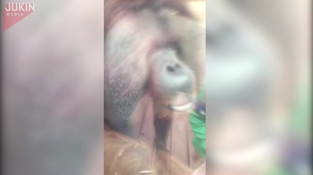 Podczas wizyty w zoo w Colchester, tę ciężarną kobietę spotkała miła niespodzianka. Gdy podeszła do orangutana, okazało się, że jest on oczarowany wielkim brzuchem i dał temu wyraz, całując tenże brzuch przez szybę.