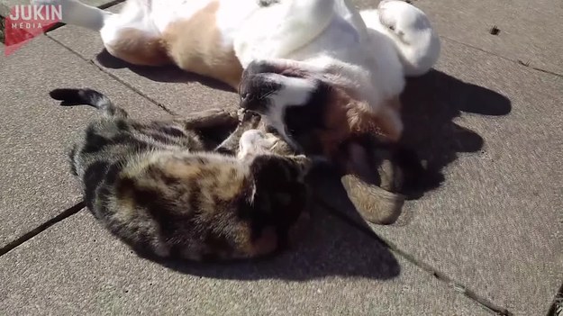 Kot Harry i pies Poppy uwielbiają spędzać ze sobą czas. Ich wzajemne kontakty wykraczają poza ogólnie przyjęte normy. Zobaczcie.