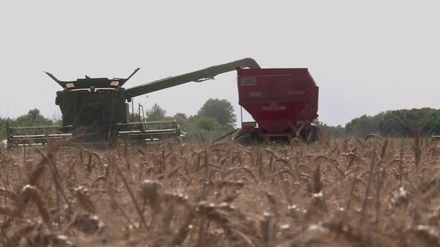 Łany zboża ciągną się aż po horyzont. To miliony ton ziarna przeznaczonego na eksport. Jednak te n boom na bułgarską pszenicę nie wszystkich tu cieszy. Winne są temu unijne dopłaty. Z ogłoszonego niedawno raportu wynika, że są zagrożeniem dla tradycyjnego rolnictwa.  