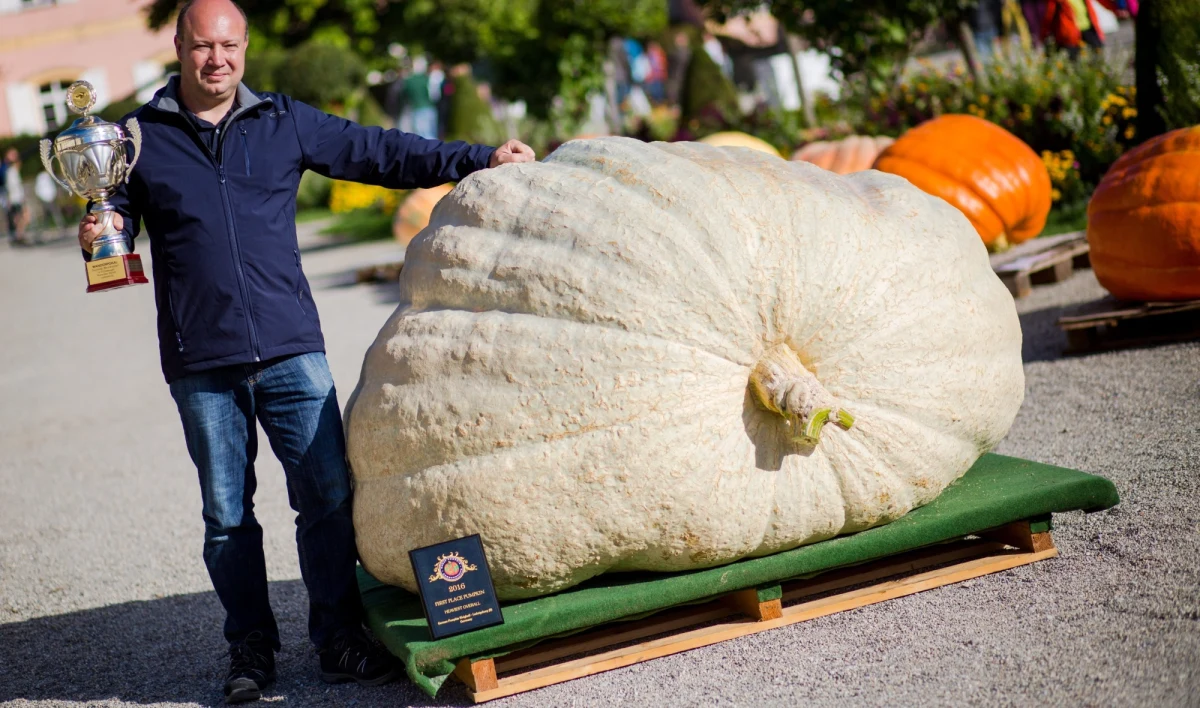 W Ludwigsburgu wybrano najdorodniejszą dynię w Niemczech. Rekord to dynia ważąca 901 kg. Wyhodował ją Matthias Würsching z Einhausen.