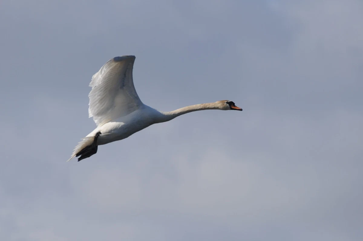Niecodzienna akcja policji na autostradzie A-4 w Rudzie Śląskiej. Na jednym z autostradowych pasów wylądował... łabędź.