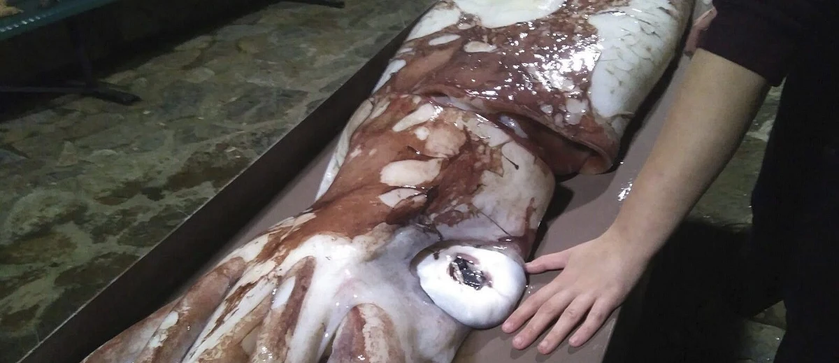 Gigantyczną kałamarnicę "baby" znaleziono na plaży w północno-zachodniej Hiszpanii, w mieście A Coruña. Waży 105 kg. Eksperci twierdzą, że kałamarnica zmarła po walce z innym wierzęciem. 