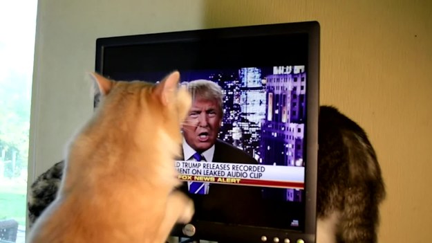 Donald Trump ma na swoim koncie wiele kontrowersyjnych wypowiedzi. Nie przebiera też w słowach. Jak się okazuje, nie tylko ludzie nerwowo reagują, gdy go słyszą. Dotyka to żywo także zwierząt. Zobaczcie, jak bardzo zdenerwował się ten kot! Wygląda na to, że właściciel będzie musiał wymienić telewizor.
