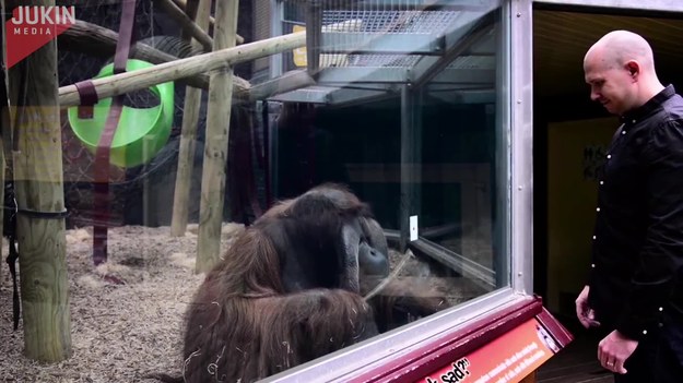 Ten facet postanowił pokazać magiczną sztuczkę orangutanowi w zoo. Zrobił to mimo dzielącej ich szyby. Orangutan był zdumiony, ale... podjął wyzwanie i postanowił sam spróbować.