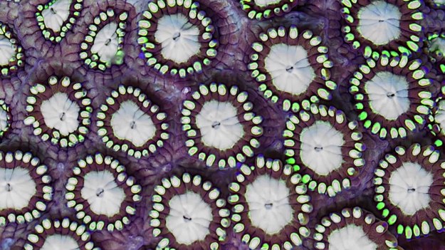 Te ujęcia wyglądają dość psychodelicznie. Można by pomyśleć, że to halucynacje. A to timelapse z koralowcami. Niesamowite kolory, struktury, zachowania. Dzieło to wyszło spod rąk hiszpańskiego fotografa, Antonio Rodrigueza Canto. Praca nad projektem zajęła mu rok.