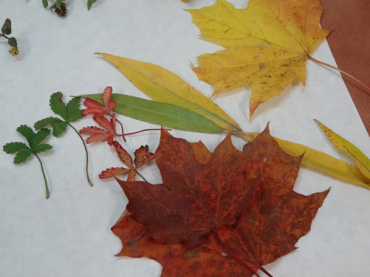 Po co drzewa liściaste gubią liście, skąd się biorą ich piękne kolory, od czego zależą, co wreszcie dzieje się z zielonym barwnikiem? Na te i inne pytania odpowiadają RMF FM dr hab. Dariusz Latowski i mgr. Paweł Jedynak z Zakładu Fizjologii i Biochemii Roślin Wydziału Biochemii, Biofizyki i Biotechnologii Uniwersytetu Jagiellońskiego.