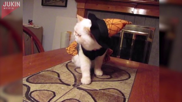 Przygotowania do Halloween trwają. Ten kot - Linus - właśnie wypróbowywał swój nowy kostium czarownicy. Okazało się jednak, że są jakieś problemy z kapeluszem. Próba ich rozwiązania skończyła się dla kota marnie. Zobaczcie.