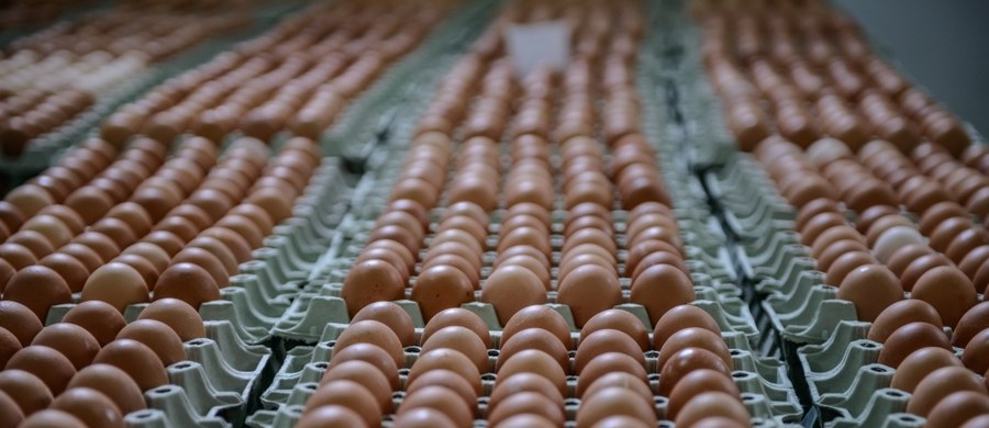 Holenderska agencja ds. kontroli jakości żywności wykryła salmonellę w jajkach z Polski - dowiedziała się brukselska korespondentka RMF FM, Katarzyna Szymańska-Borginon. Miały one trafić do 7 krajów Unii Europejskiej, w tym do setek belgijskich restauracji. 