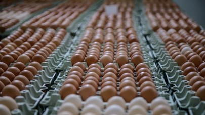Holenderska agencja ostrzega przed skażonymi jajkami z Polski. Miały trafić do 7 krajów UE