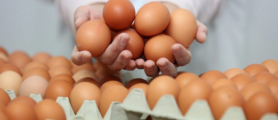 Na polski rynek nie trafiły jaja z partii podejrzanej o skażenie salmonellą, które sprzedano do siedmiu krajów Unii Europejskiej - ustalił nasz reporter. Do takich wniosków doszła Państwowa Inspekcja Weterynaryjna. 