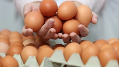 Afera z polskimi jajkami skażonymi salmonellą. Nie trafiły na polski rynek