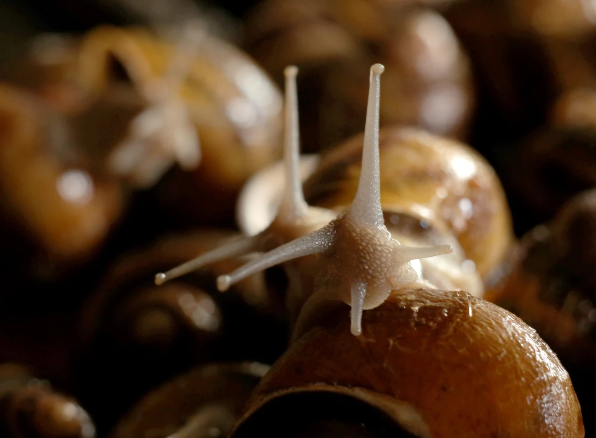 Brytyjscy uczeni poszukują ślimaka, którego skorupa skręca się w lewą stronę. Mają już jeden taki okaz, ale do przeprowadzenia dalszych badań potrzebna jest para. 