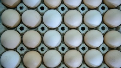Nowe fakty ws. polskich jaj skażonych salmonellą