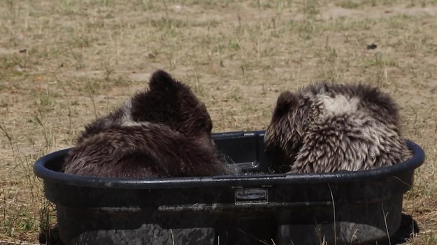 Zoll i Zelda to dwa 10-miesięczne syryjskie niedźwiadki brunatne uratowane prze pracowników rezerwatu w Keenesbrug, w Kolorado. Miśki uwielbią wspólne kąpiele.