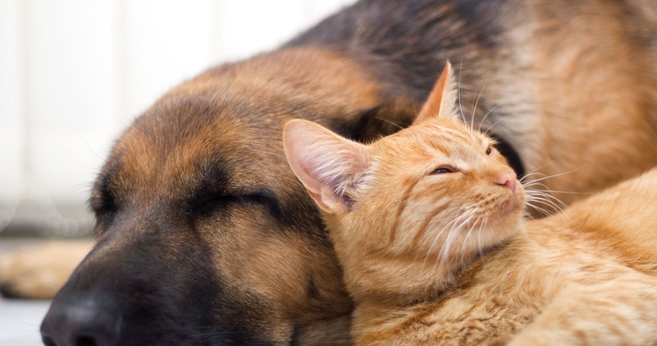 Czy spanie z kotem lub psem poprawia sen, czy szkodzi zdrowiu?