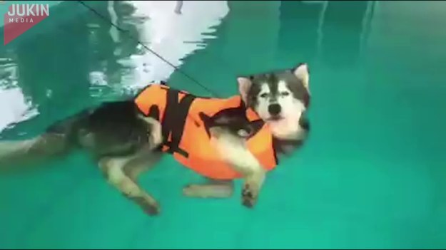 Ten pies miał nauczyć się pływania w basenie. Wykorzystał to jednak zupełnie inaczej.