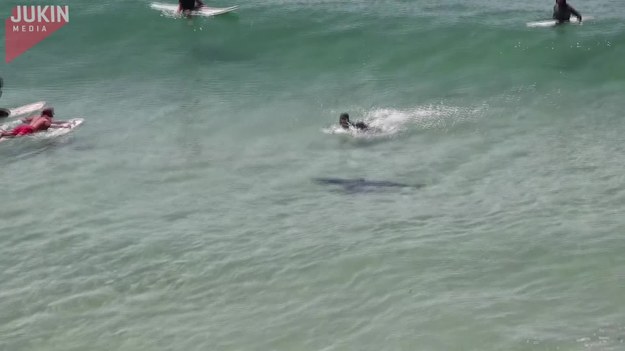 Ten rekin postanowił surfować. Przyłączył się do grupy surferów i pływał razem z nimi. O dziwo, nikt nie uciekał. Ale jak to się kończyło?