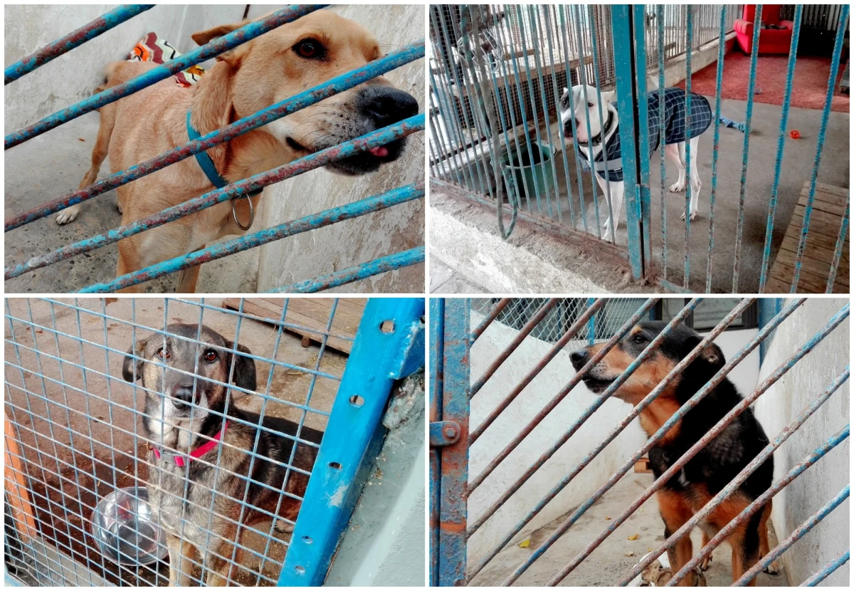 Bezdomne psy czekają na Waszą pomoc. W schronisku dla zwierząt w kieleckich Dyminach potrzebne jest wszystko, co pomoże im przetrwać zimę. Przydadzą się koce i stare ubrania, ale przede wszystkim specjalistyczna karma. Psy chore i w podeszłym wieku wymagają fachowej opieki, a schronisko nie zawsze ma pieniądze, by zapewnić czworonogom to, czego potrzebują.